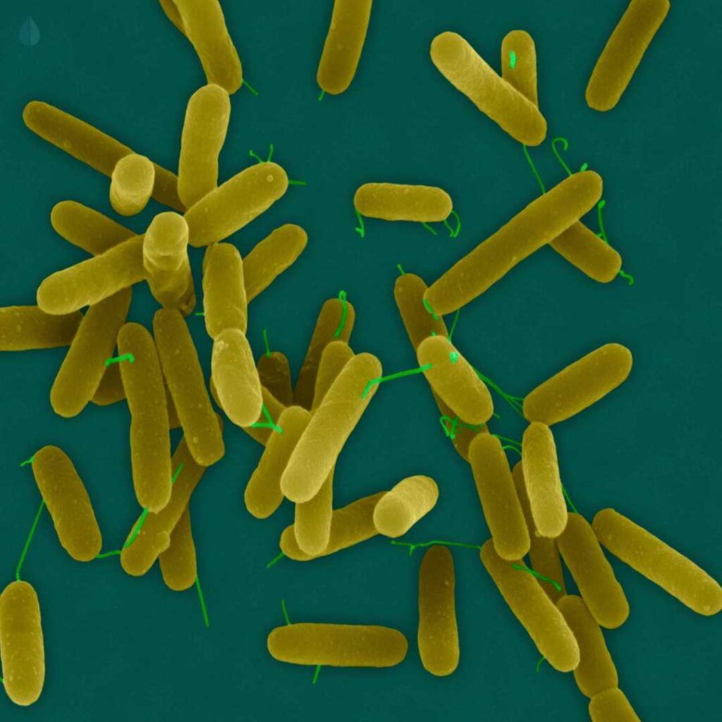 a group of bacteria viewed under a microscope on a green surface